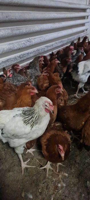 Kurki NIOSKI z wolnego wybiegu prosto z hodowli ! Wszystkie rasy !!