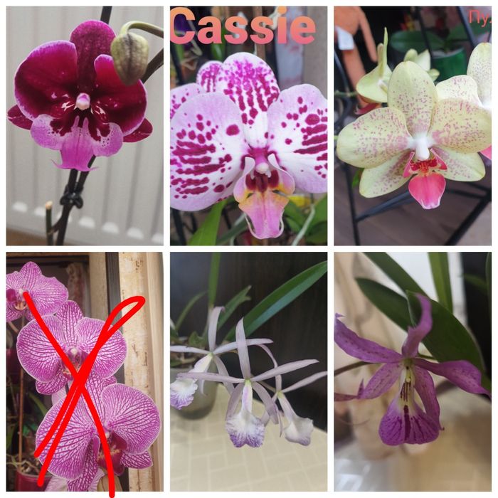 Продам  Орхідеї . Каттлея