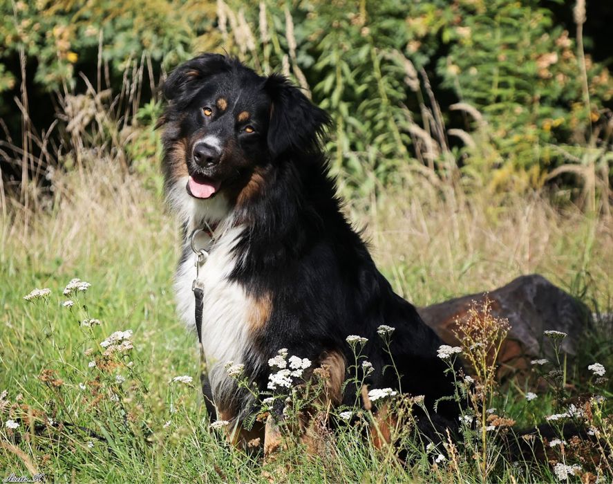 Ułożony pies w typie rasy Berneński pies pasterski. Średniej wielkości