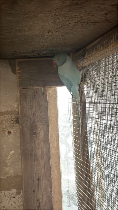 Aleksandretta aleksandretty