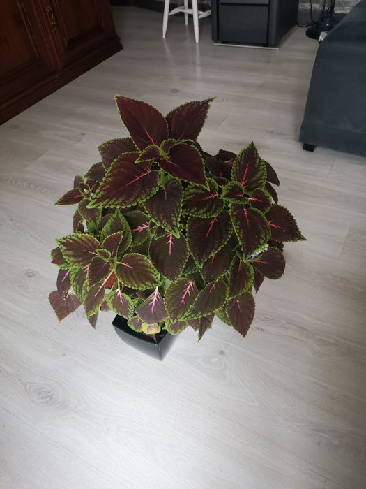 Planta grande, viçosa