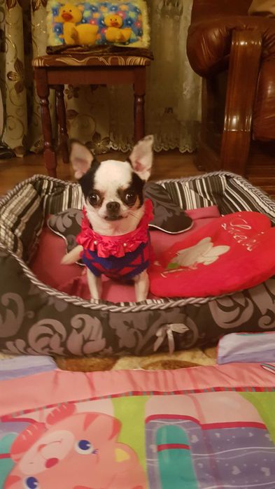 Chihuahua śliczny wyjatkowy mini biały piesek