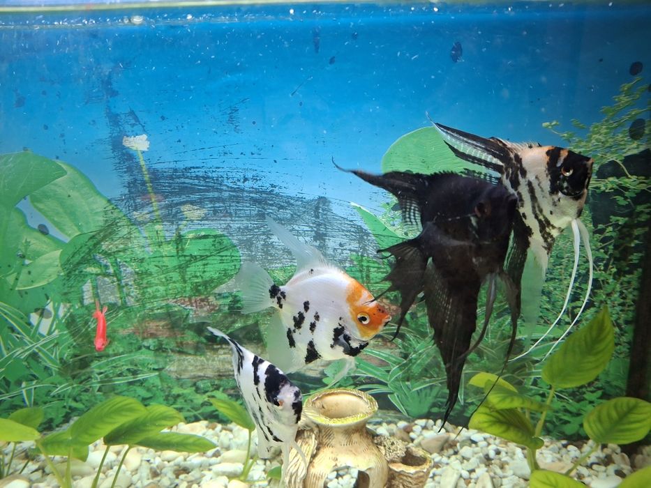 Продам акваріум з рибами та тумбою