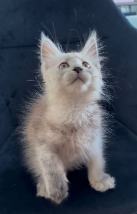 Cudowna Kotka Maine coon  srebrna rodowód FPL