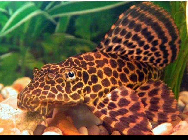 Hypostomus plecostomus Pleco Leopardo XXL