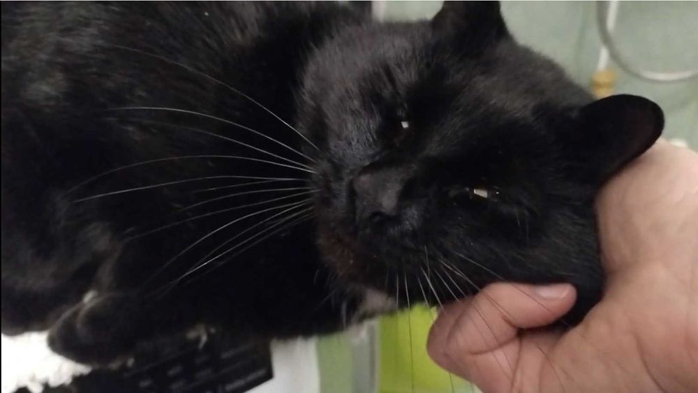 < 3  Gucio – kot, który patrzy w serce  < 3