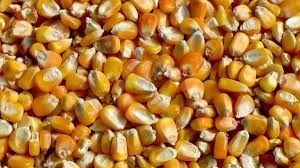 Продам кукурудзу