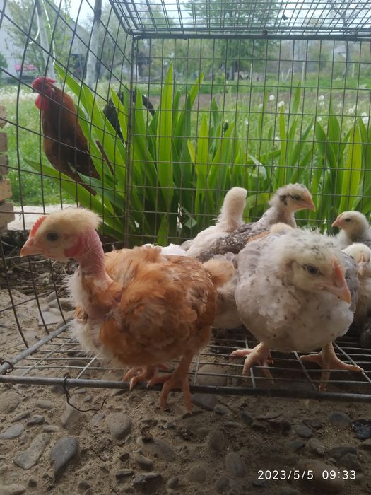 Домашні курчата Венгерський мастер