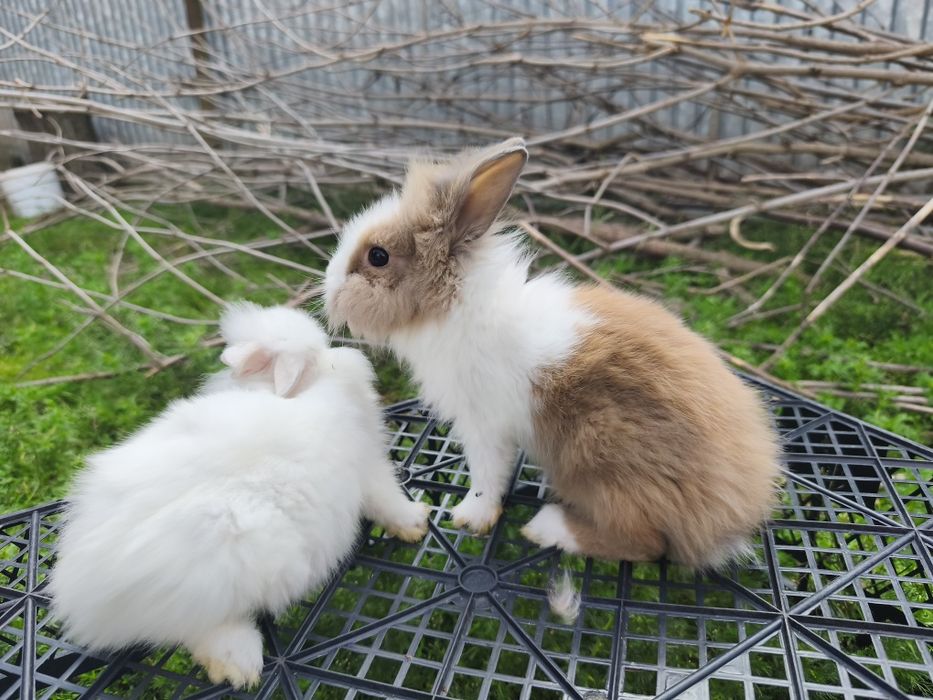 Króliki miniaturki Miks barw