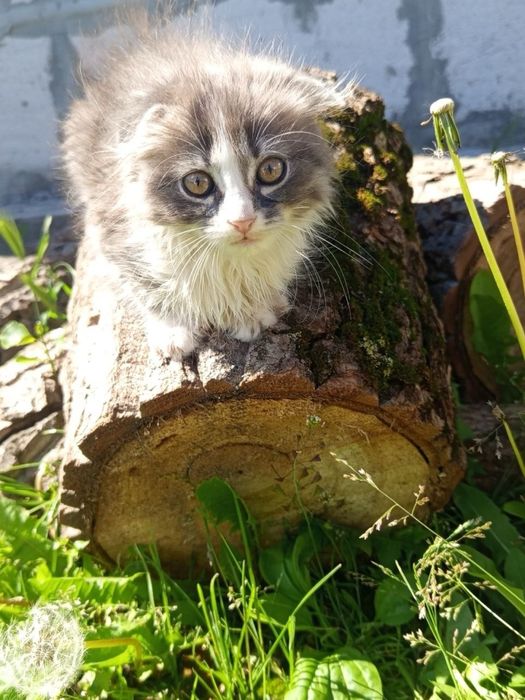Віддам котиків в хороші руки