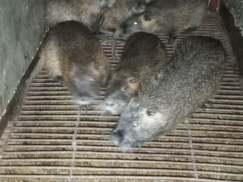 Продам нутрій різного віку