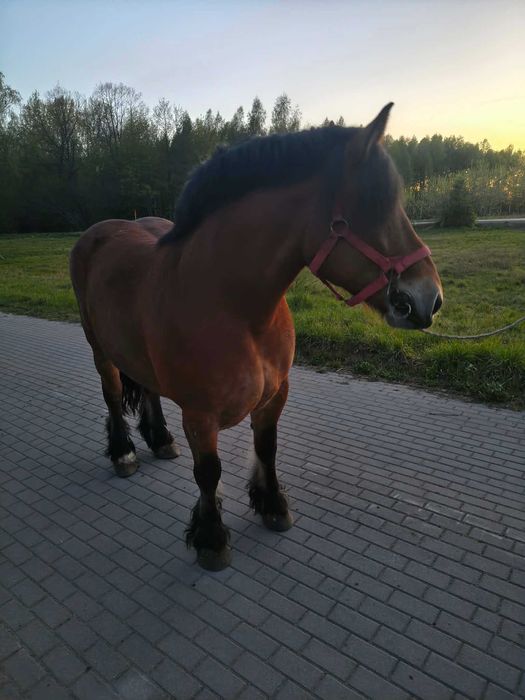Sprzedam klacz pkz