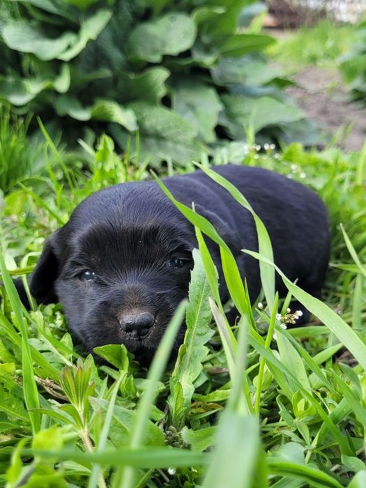 Цуценята дівчатка