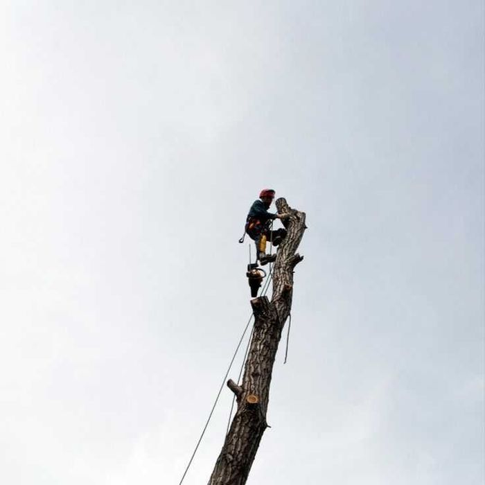 Спилювання та обрізка дерев будь-якої складності Розчищення ділянок.