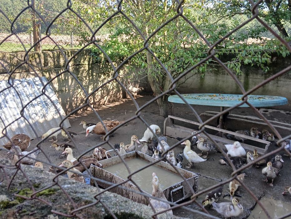 Sprzedam kaczki 12-20 tygodniowe