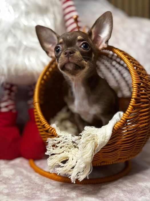 Chihuahua suczka choco tricolor *** Mocha*** Gotowa do odbioru