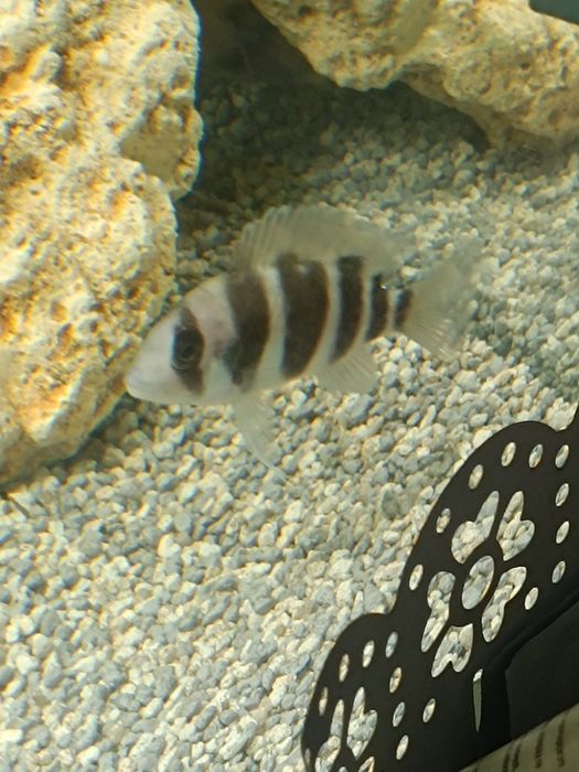 Troca   Frontosa