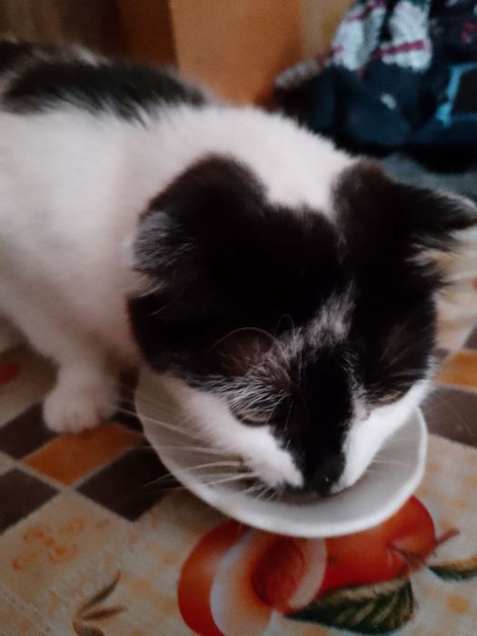 Котуся в хороші ручки