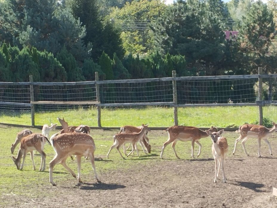 Daniele Byki łanie i cielaki