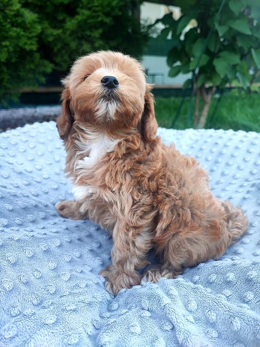 Maltipoo chłopiec xxs