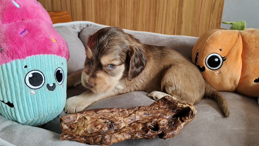 Cocker spaniel angielski piesek , badania