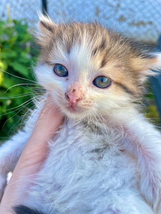 Віддамо неймовірних кошенят