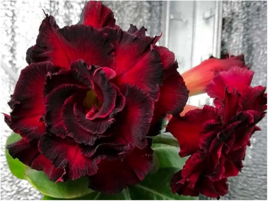 Адениум махровый Moran прививка