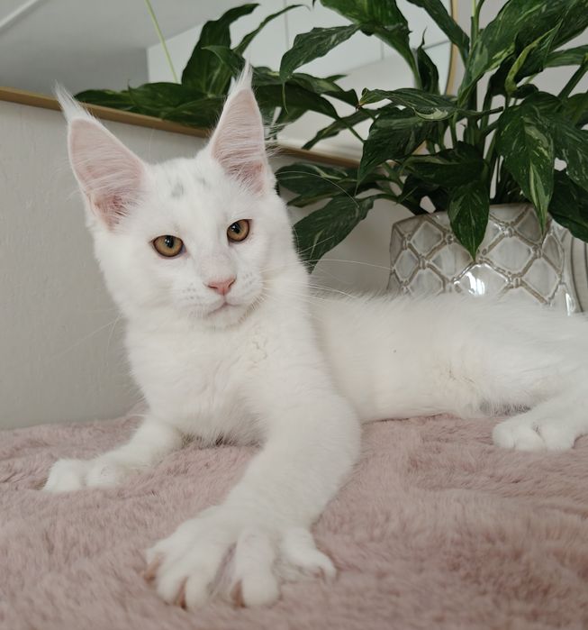 Wito duży biały kocurek Maine Coon
