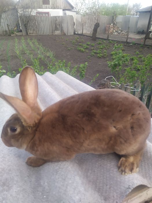 Продам кролі м'ясних порід