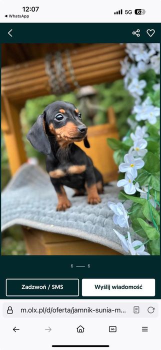 Piękny piesek jamnik miniaturka z rodowodem