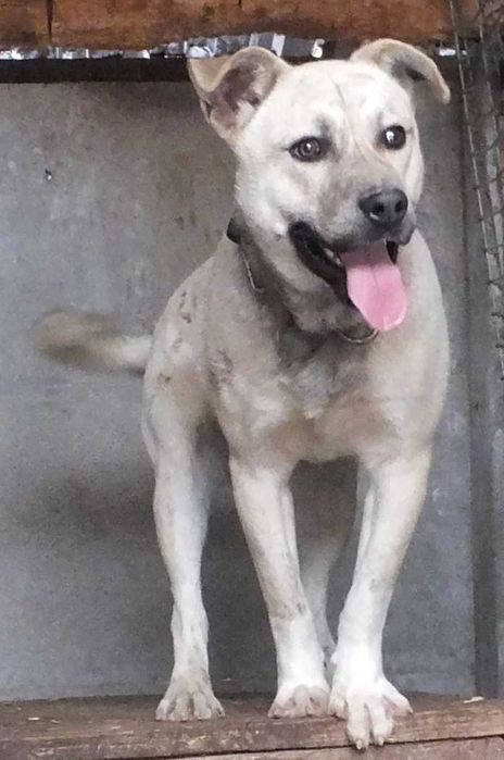 SEREK duży jasny , młody pies do adopcji