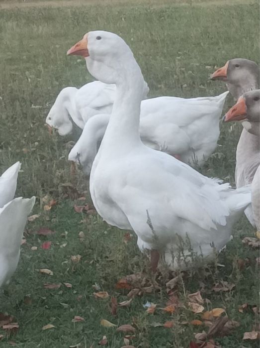 Гуси холмогори, птиця