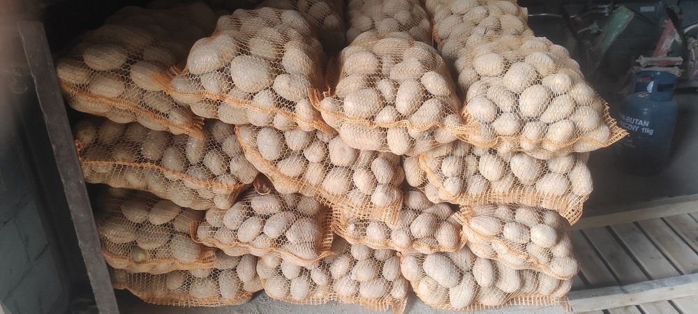 Ziemniaki jadalne Soraja