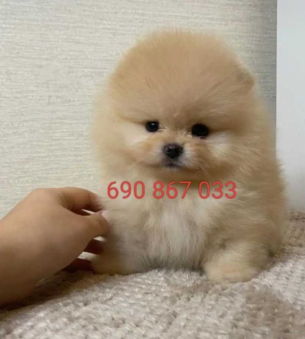 !!! Mały miś pomeranian mini