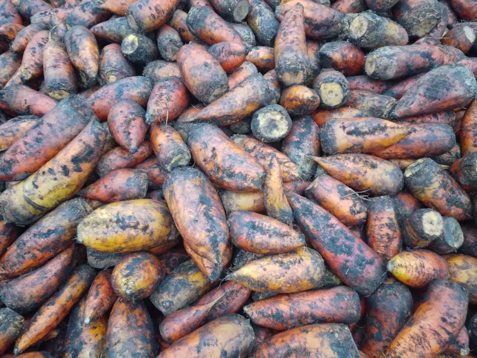 продам кормовий буряк