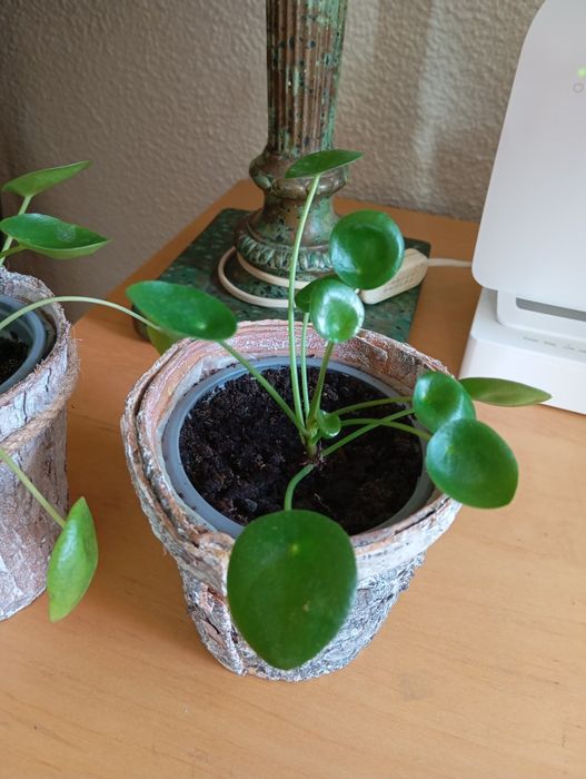 Plantas naturais 3 a 6 euros
