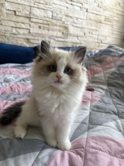 Ragdoll rodowod kot