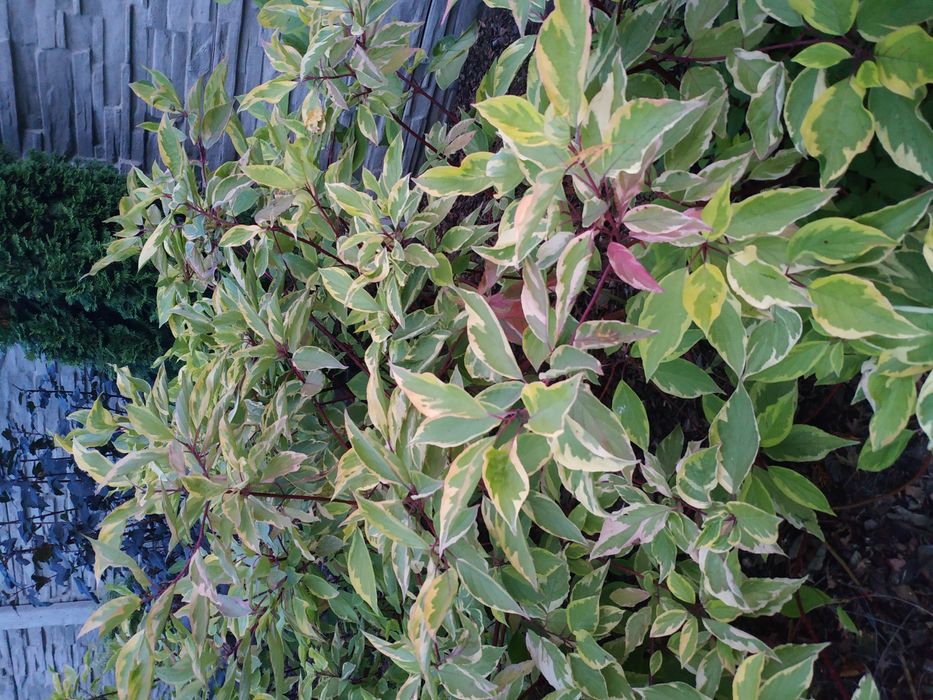 Dereń biały Spaethii żółto-zielony