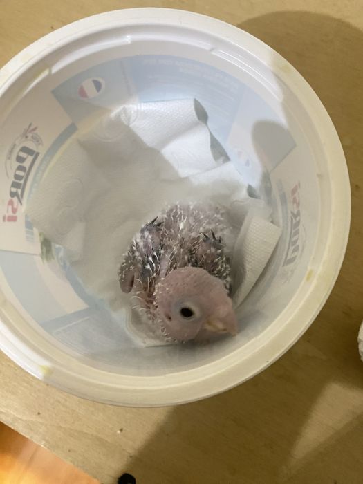 pyrrhuras pineapple  para acabar de criar a mão