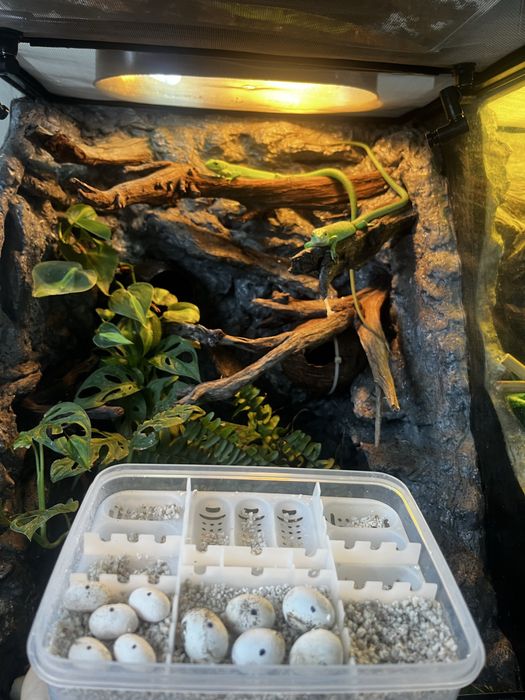 Jaszczurka gastropholis prasina młode samiczki
