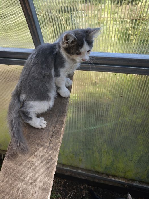котики кошенята коти