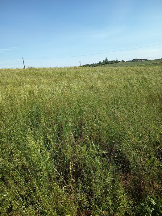 Feno mistura semeado 2025