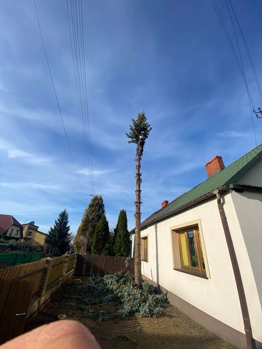 Wycinka drzew trudnych, niebezpiecznych