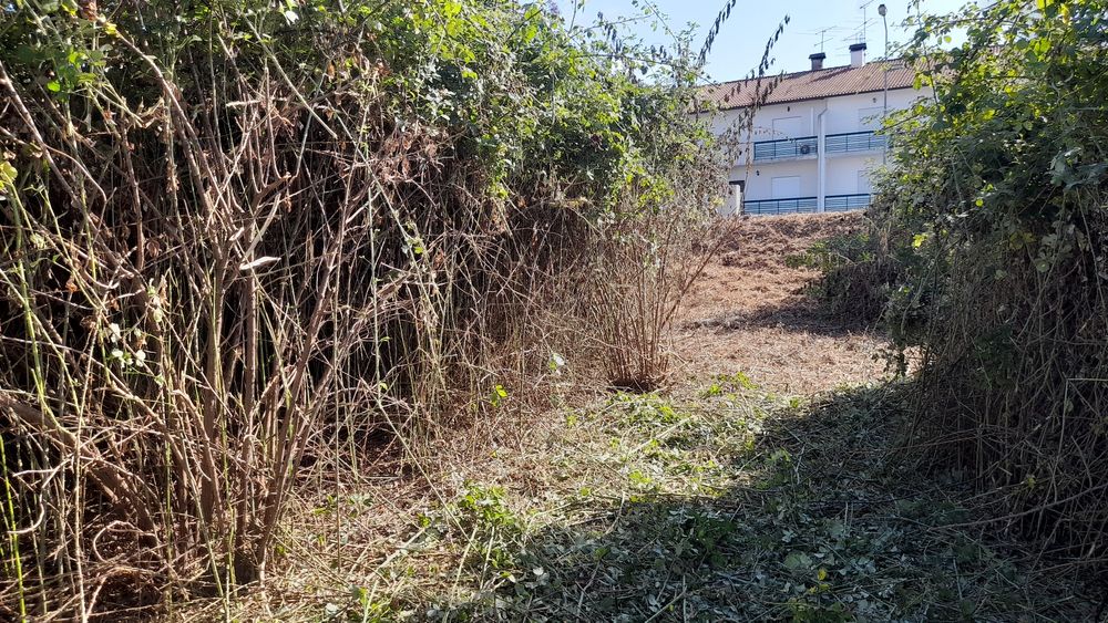 Limpeza de mato junto a edificações.