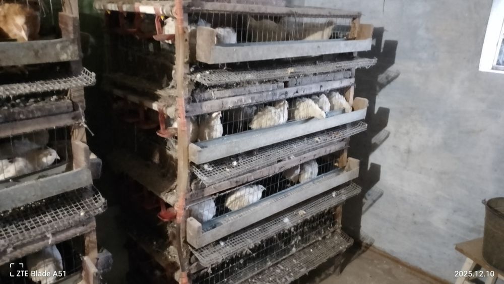 Перепелинные  клетки