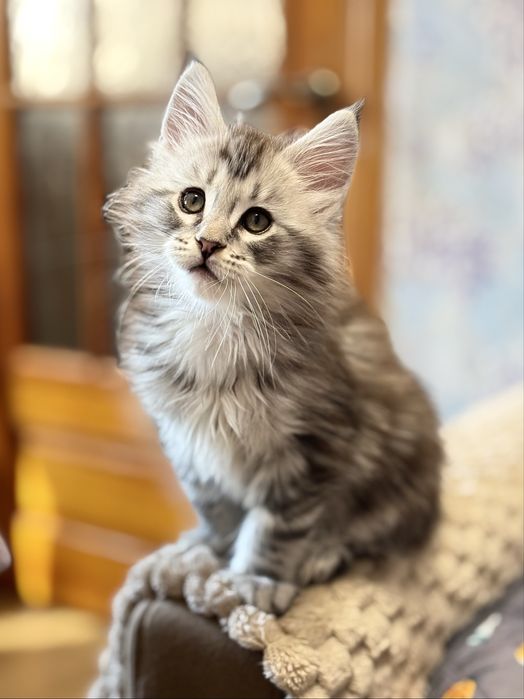 Кошенятка Мейн куни