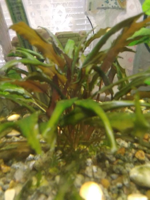 Аквариумные растения