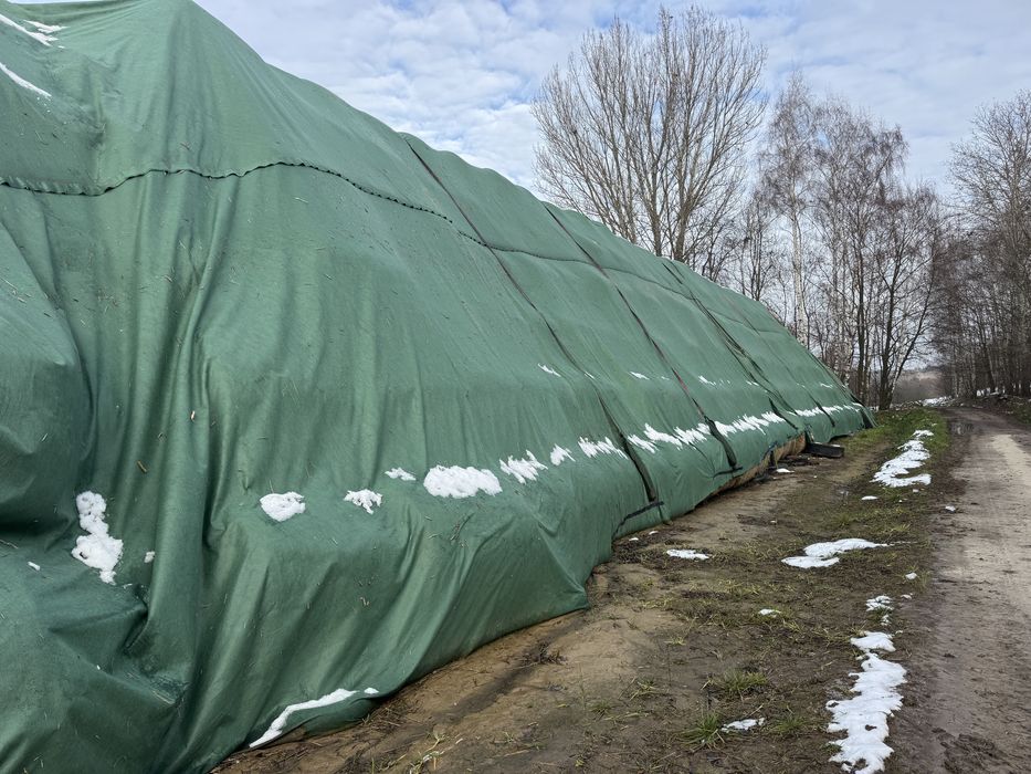 Słoma 130/140 pszenna pszenżyto