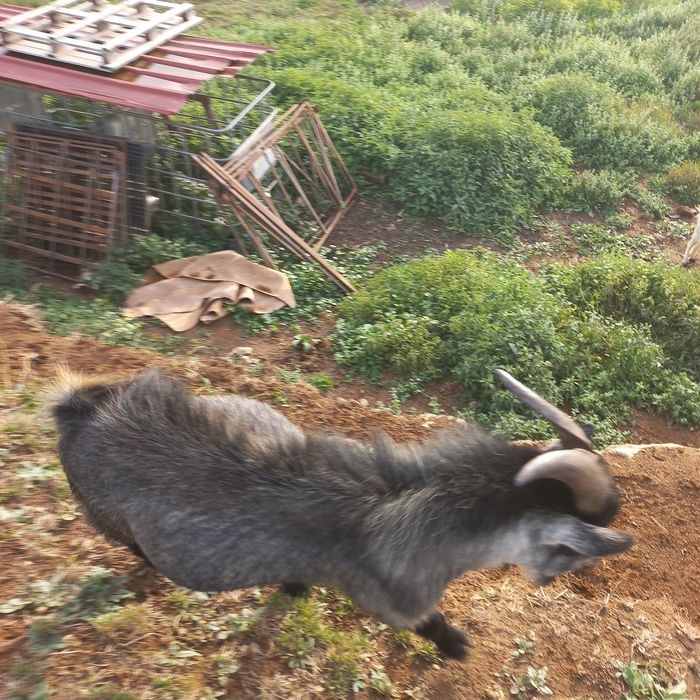 Macho cabra ana lindo