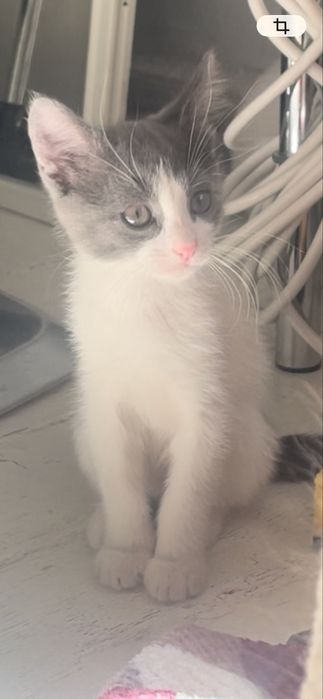 Котята в добрые руки Днепро